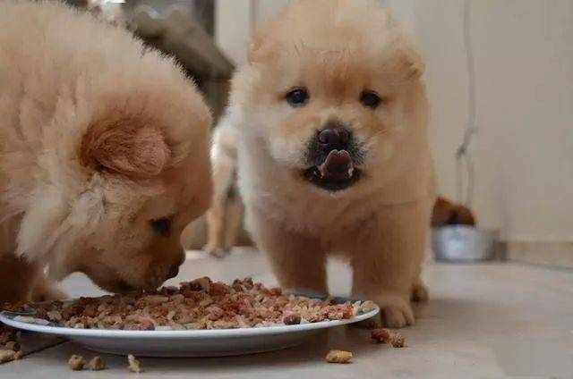 狗狗的成长与饮食，何时开始吃干狗粮？