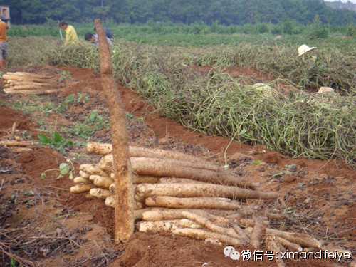 广东省山药种植面积及其影响