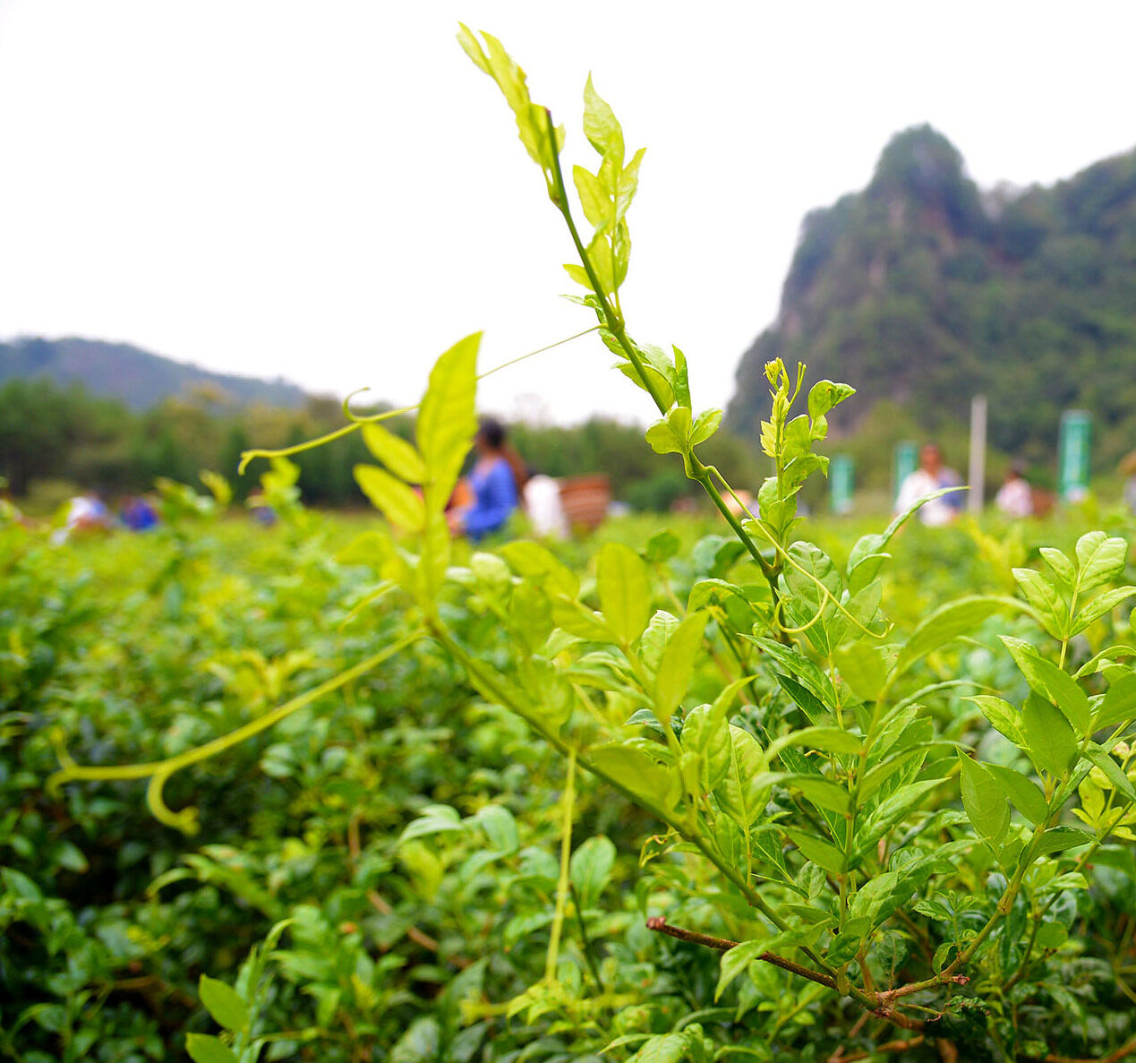 广东莓茶有限公司，品质卓越，引领健康茶饮新潮流