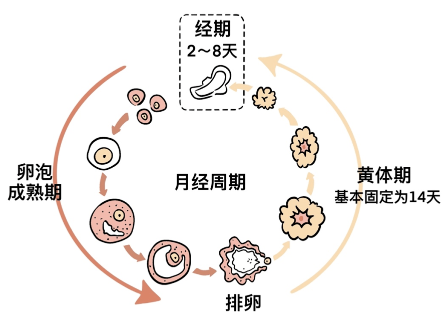 探究本月无排卵现象的背后原因