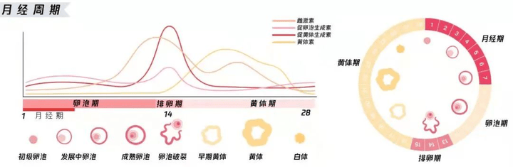 一个月排卵两次的特征